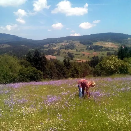 Selena - Golija Rudno