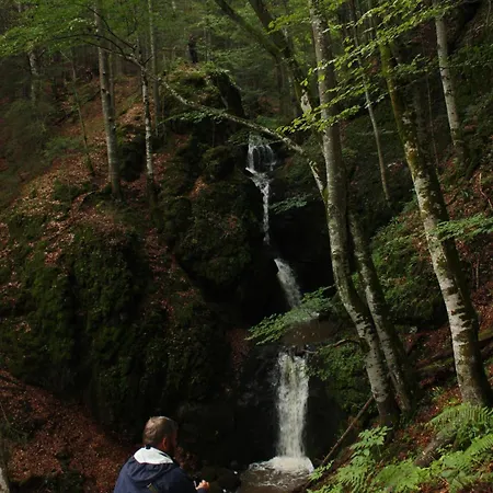 Selena - Golija Pensiune 3*